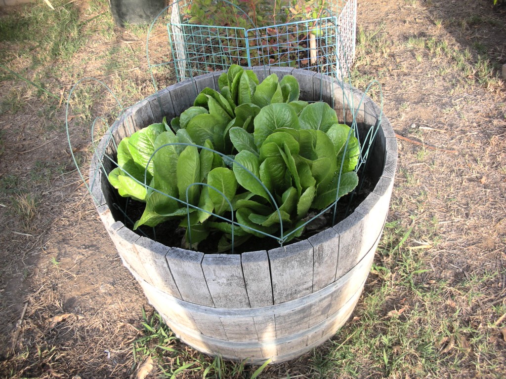 Garden Growing Experiments 1. Romain Lettuce in half oak barrel