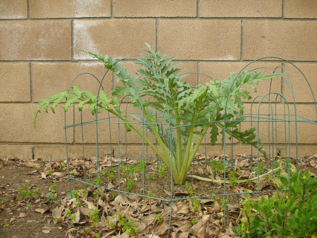 Garden Growing Experiments 2. Artichoke Plants