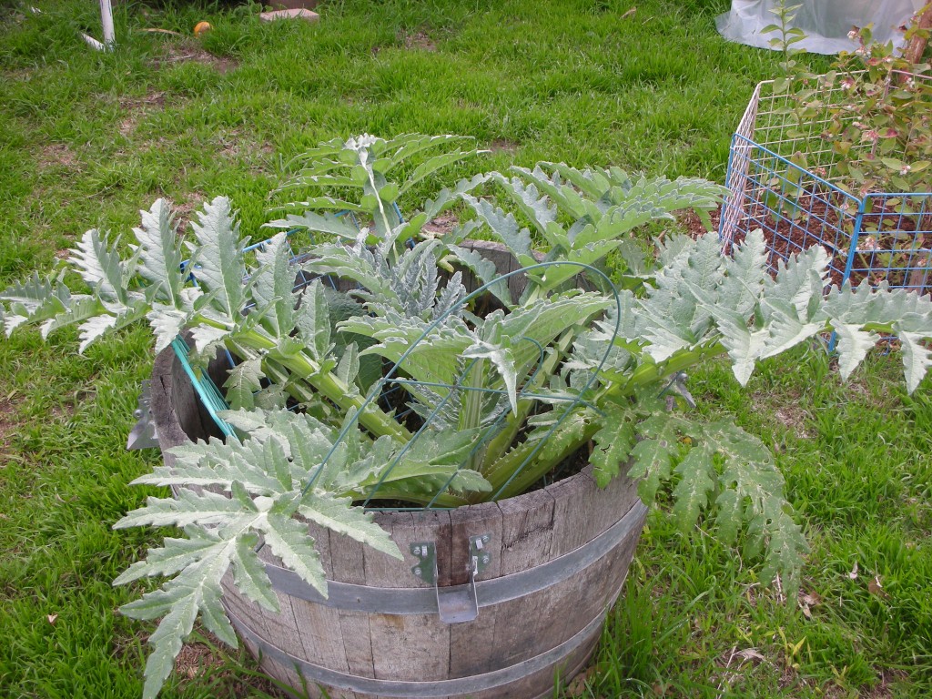 Garden Growing Experiments 2. Artichoke planted in the barrel at the same time others were planted into the ground