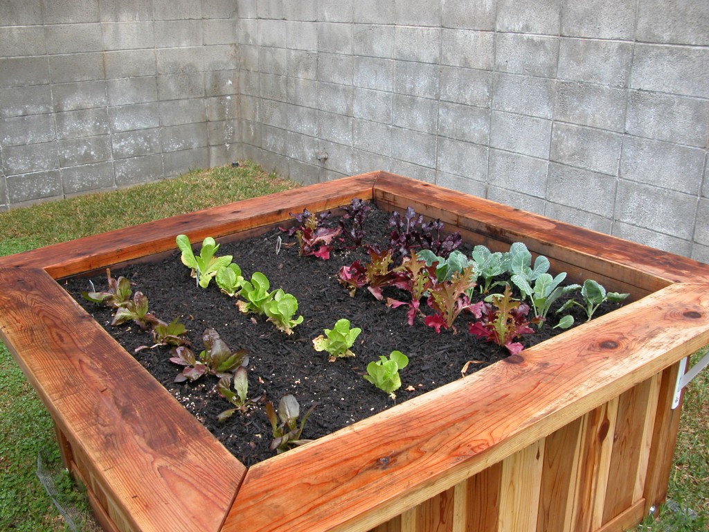 Raised bed garden with starter plants week one (1)