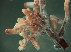 Mycorrhizae fung Fungi plus Bacteria