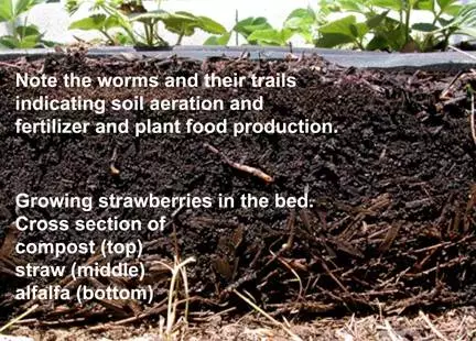 Red wigglers in the garden bed creating Best Organic Growing Medium