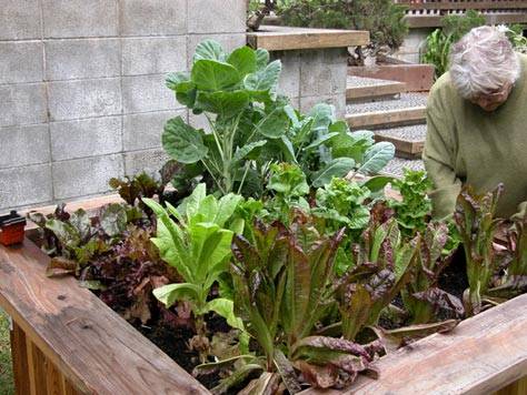 a planted nature's organic garden raised bed