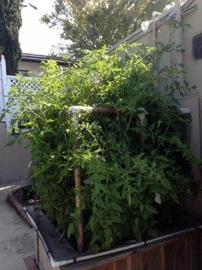 The tomatoes grew beyond the 6’ high frame and netting on 6.8.13